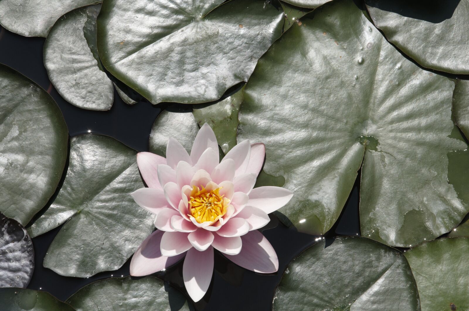 Nikon D90 sample photo. Water, lily, pond photography