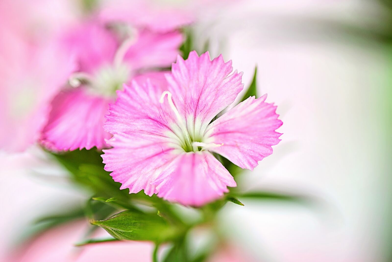 Canon EOS 5D Mark III sample photo. Nature, flora, flower photography