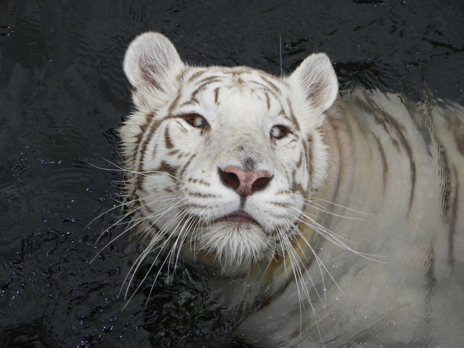 Nikon Coolpix P90 sample photo. Tiger, tiger albino, feline photography