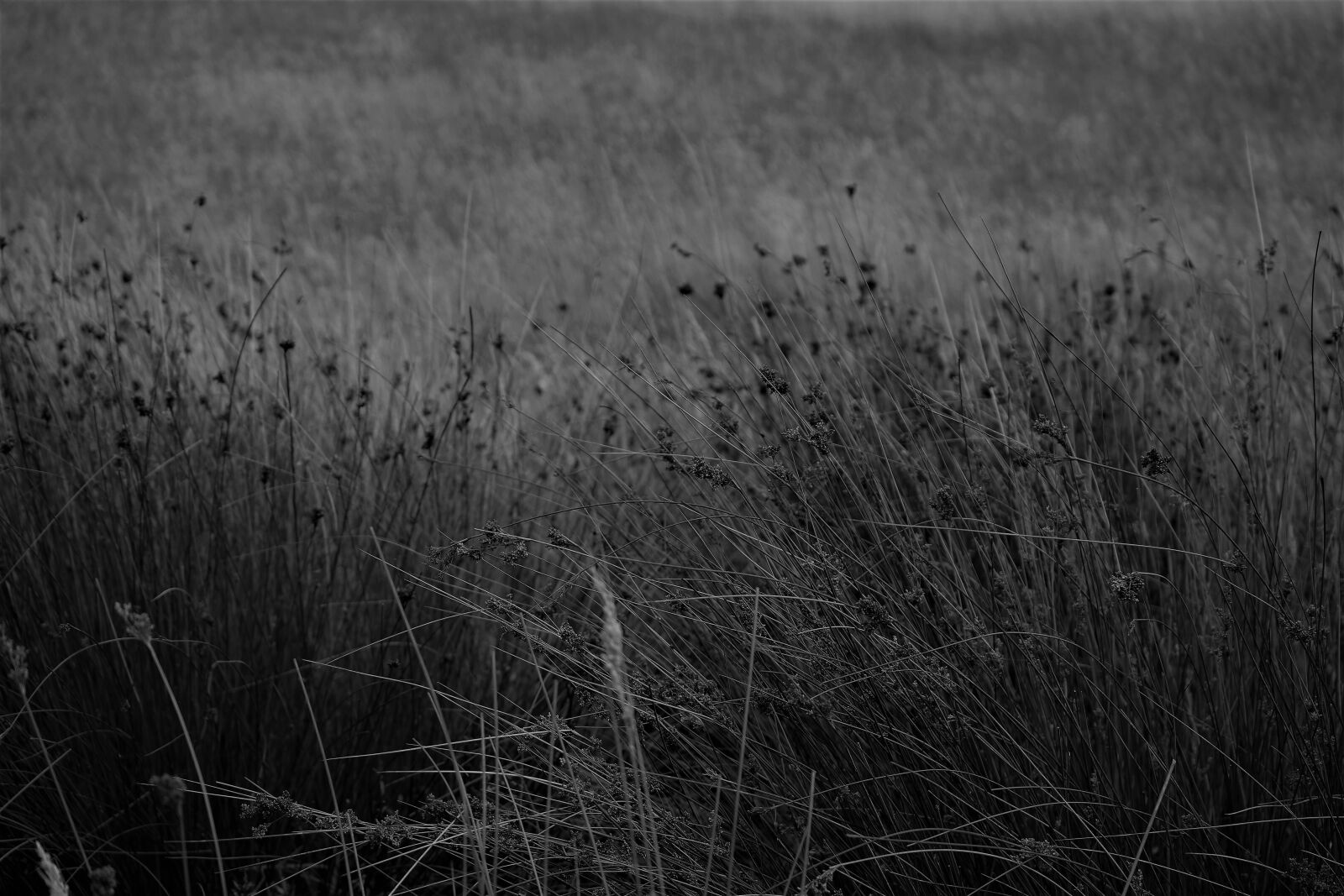 Samsung NX300M sample photo. Grass, paddock, grasses photography