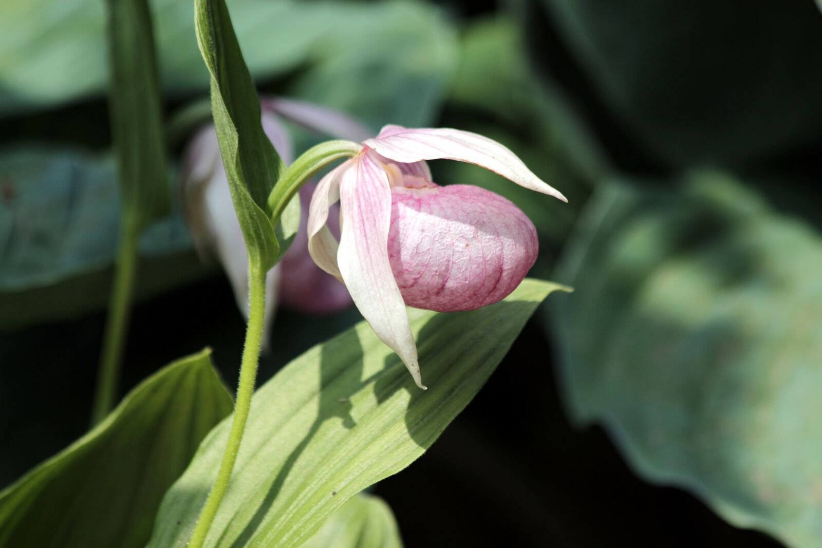 Canon EOS 650D (EOS Rebel T4i / EOS Kiss X6i) sample photo. Slipper, flower, plant photography