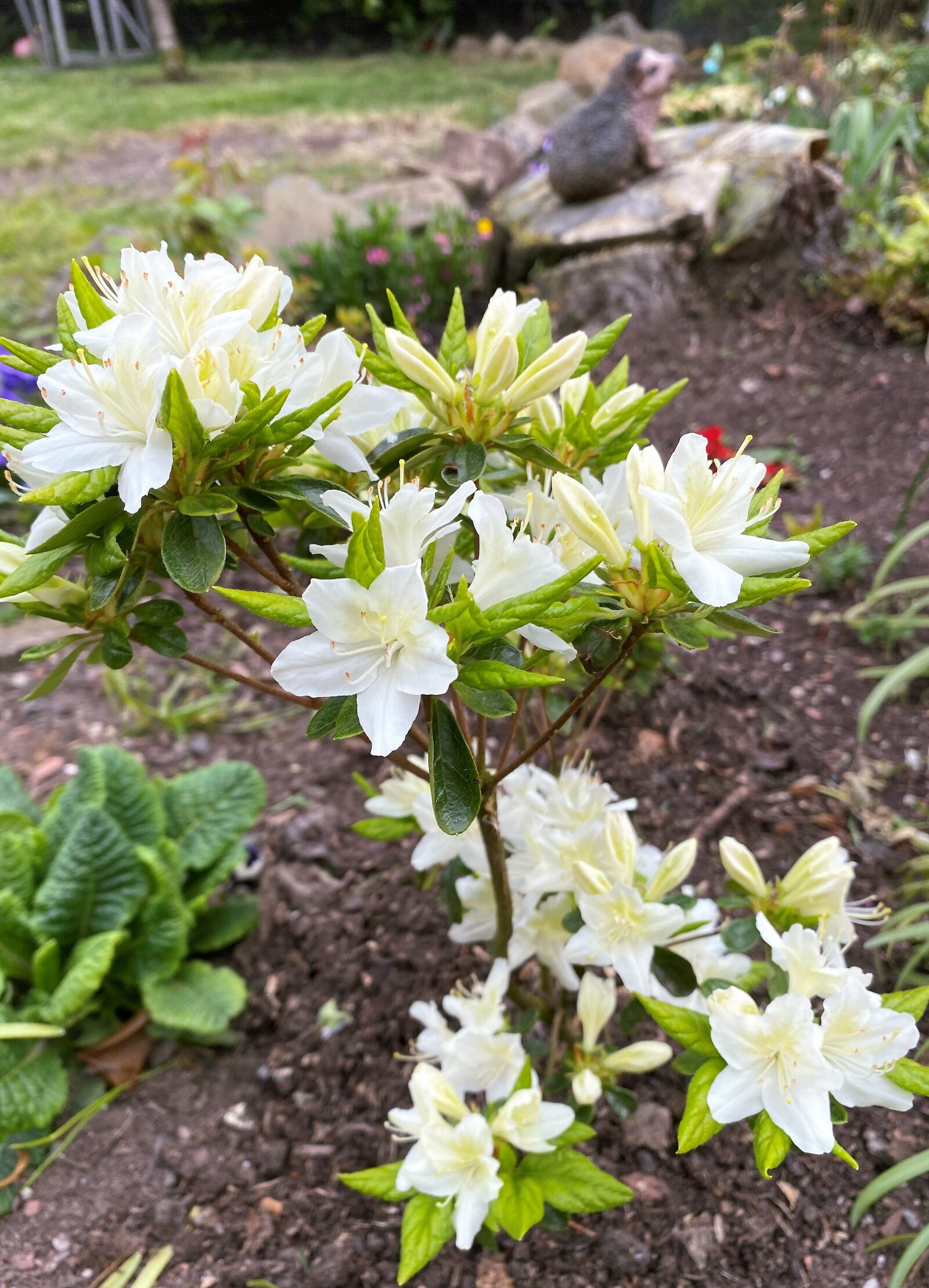 Apple iPhone 11 sample photo. Azalea, white, green photography