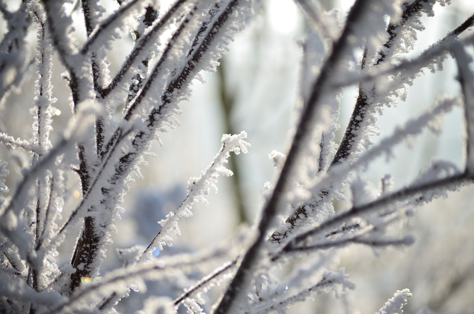 Nikon D5100 sample photo. Frost, winter, aesthetic photography