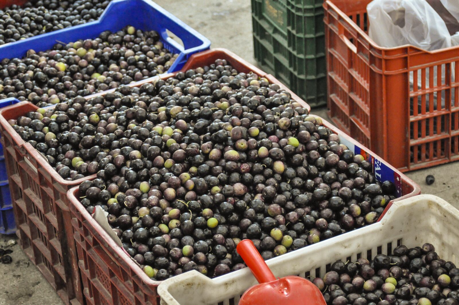Nikon D90 sample photo. Spain, greece, olives photography