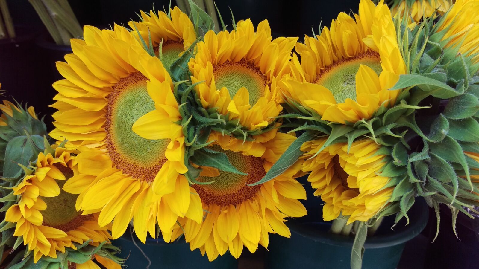 HTC ONE M9 sample photo. Sunflower, flowers, bouquet photography