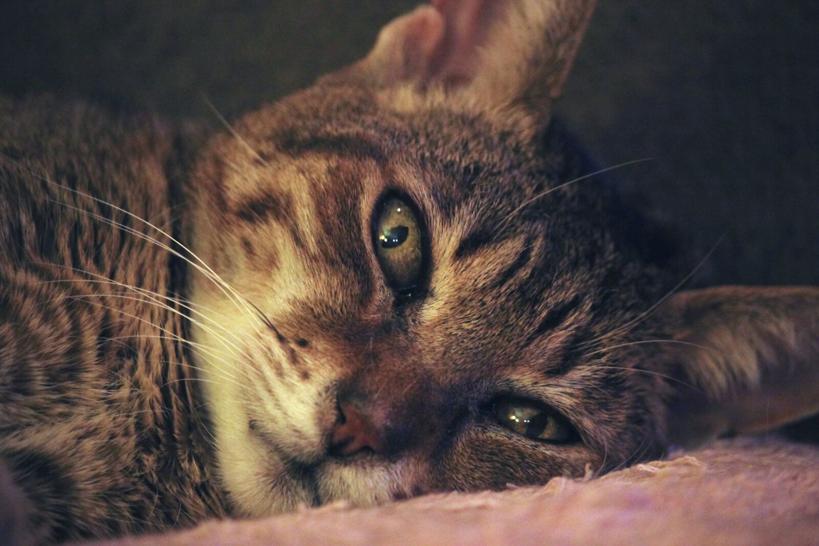 Canon EOS 550D (EOS Rebel T2i / EOS Kiss X4) sample photo. Brown, tabby, cat, laying photography