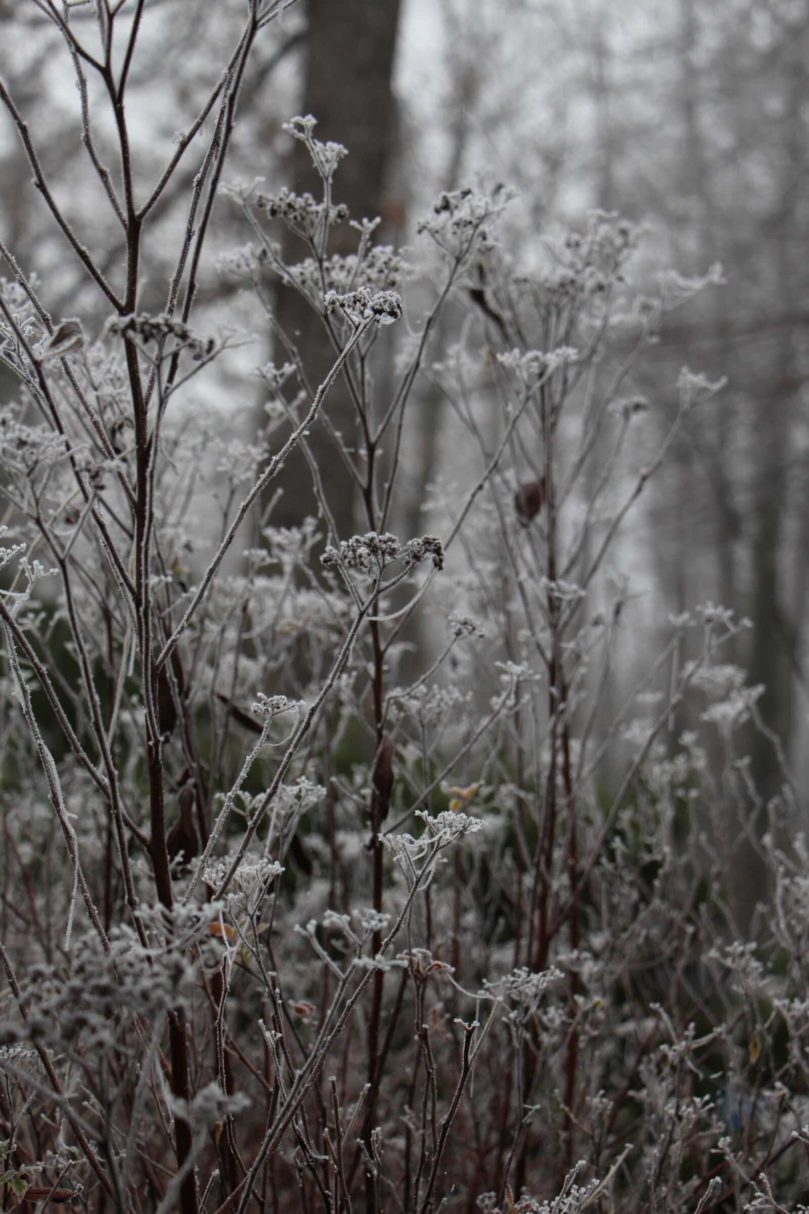 Canon EOS 700D (EOS Rebel T5i / EOS Kiss X7i) sample photo. Nature, plant, winter photography