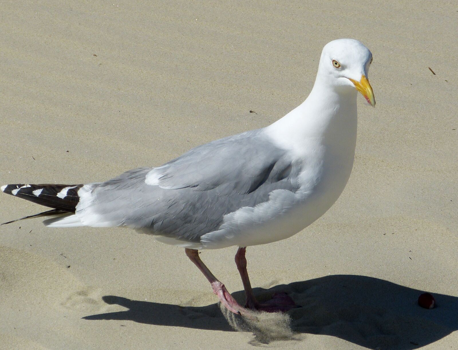 Panasonic Lumix DMC-FZ150 sample photo. Seagull, seevogel, coast photography