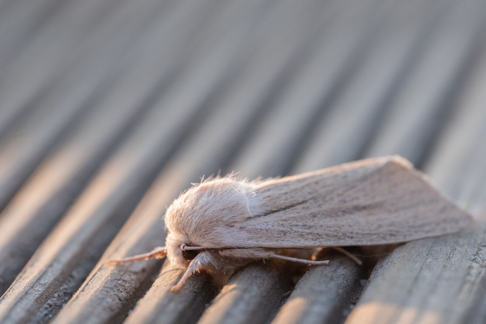 Fujifilm XF 80mm F2.8 R LM OIS WR Macro sample photo. Reed dagger, simyra albovenosa photography