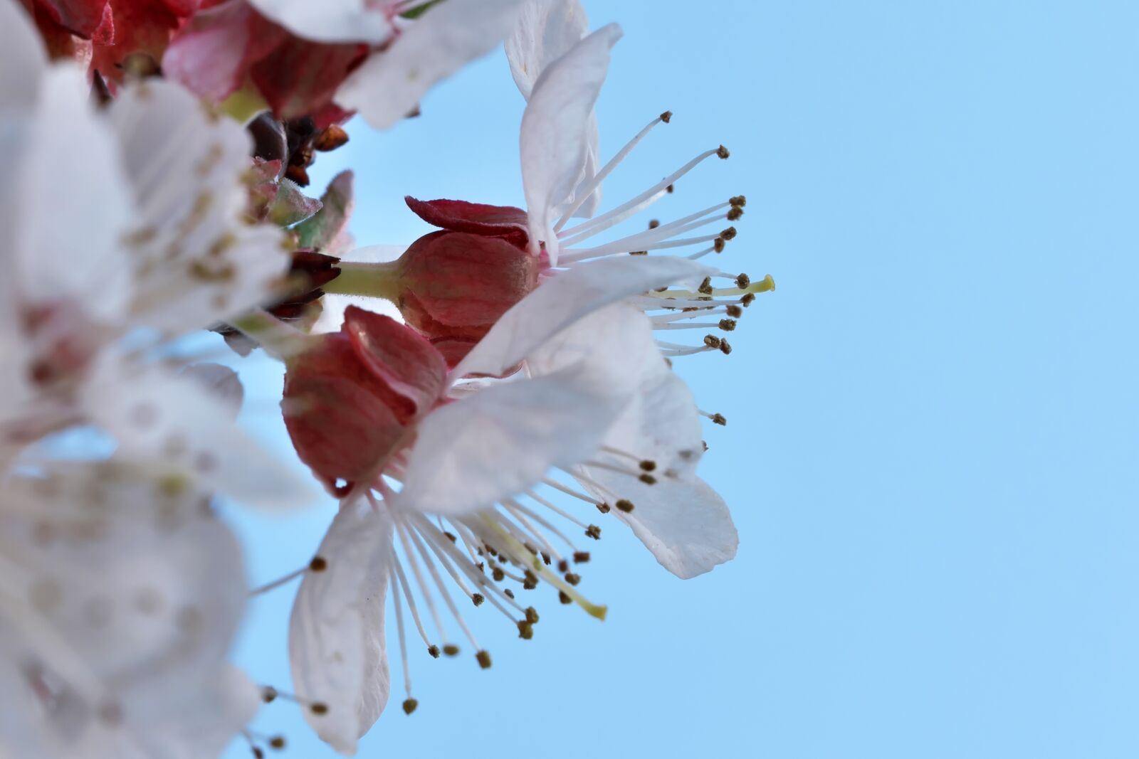 Fujifilm XF 80mm F2.8 R LM OIS WR Macro sample photo. Flower, spring, plant photography