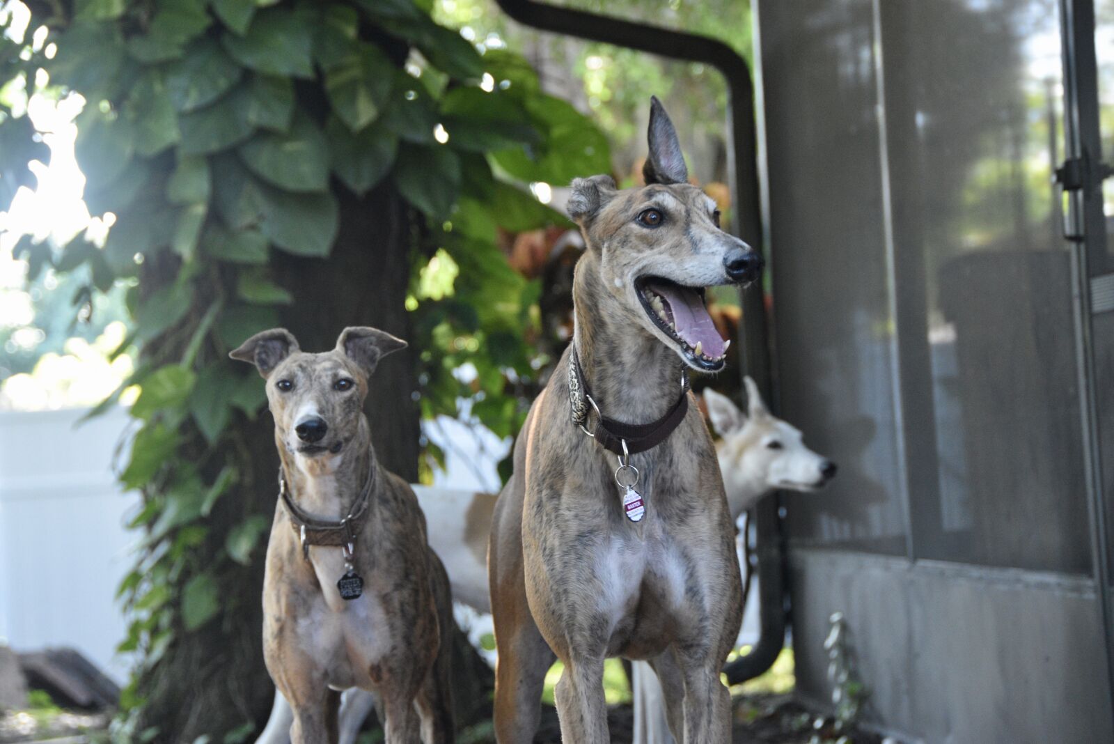 Nikon D5500 sample photo. Greyhound, sight hound, dog photography
