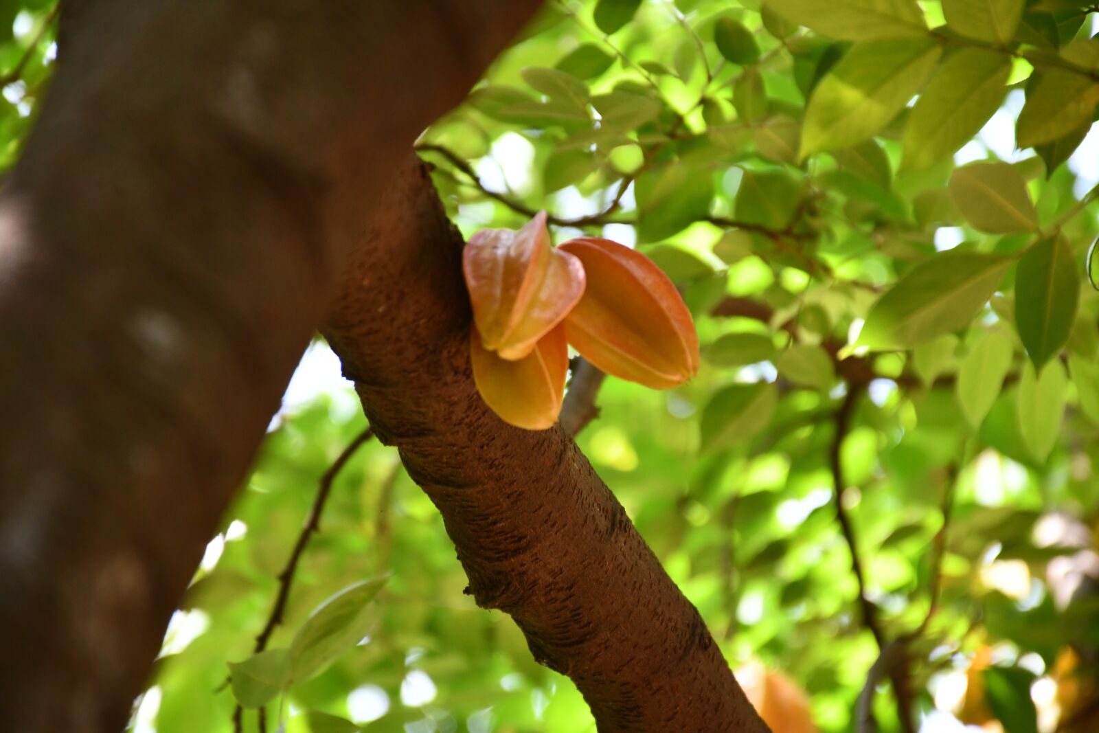 Nikon D7500 sample photo. Starfruit, fruit, yellow photography