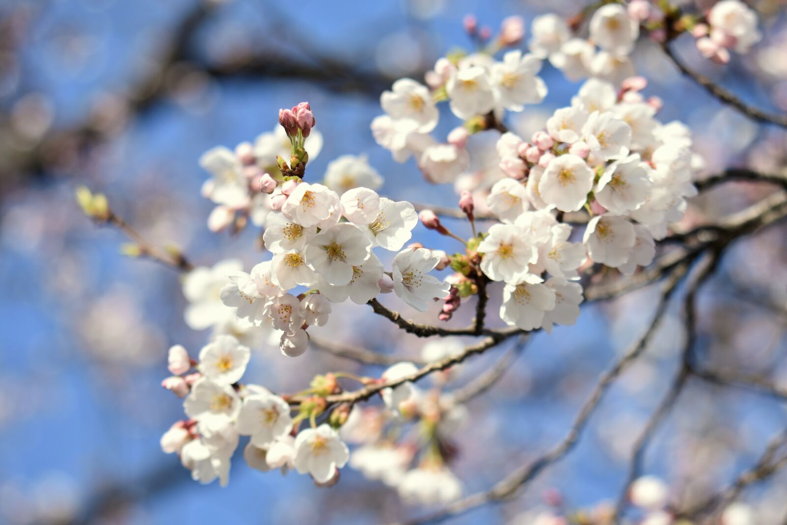 Nikon D7200 sample photo. Natural, landscape, plant photography