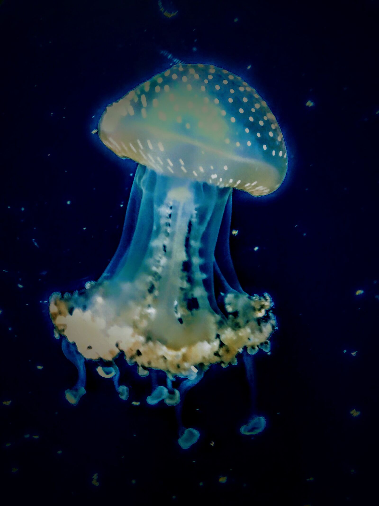 Xiaomi Mi A2 Lite sample photo. Jellyfish, blue, water photography