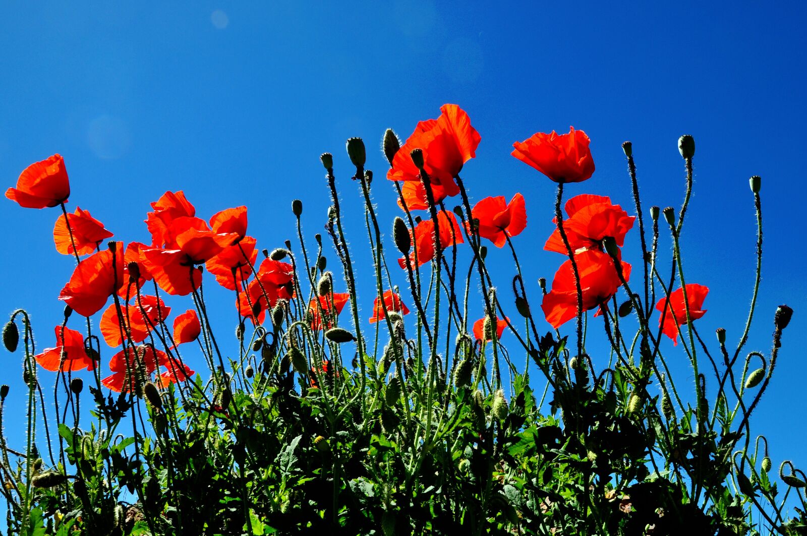 Nikon D5000 sample photo. Flowers, poppy flower, field photography