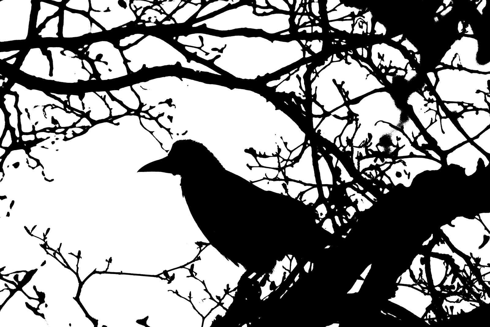 Canon EOS 550D (EOS Rebel T2i / EOS Kiss X4) sample photo. Bird, crow, beak photography