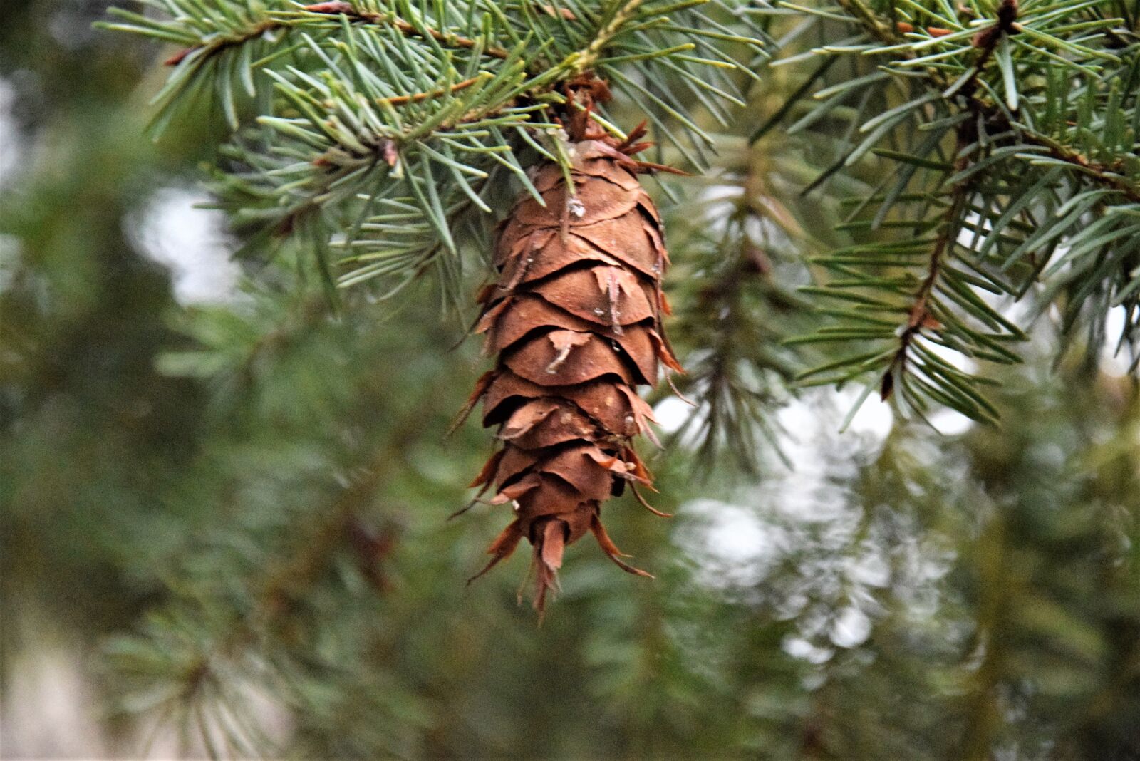 Nikon D5300 sample photo. Silver spruce, nature, coniferous photography