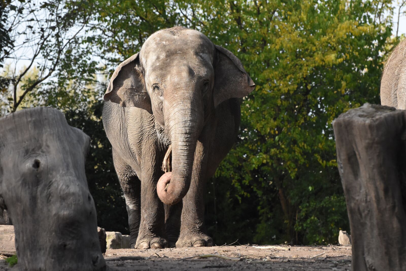 Nikon D7200 sample photo. Elephant, zoo, africa photography