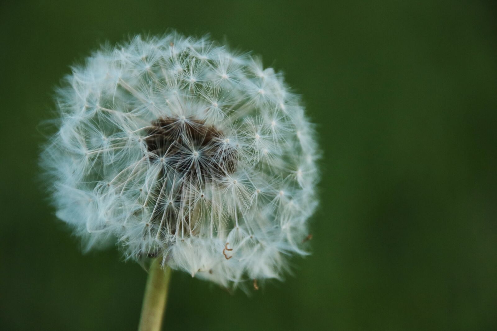 Canon EOS 750D (EOS Rebel T6i / EOS Kiss X8i) sample photo. Dandelion, plant, summer photography