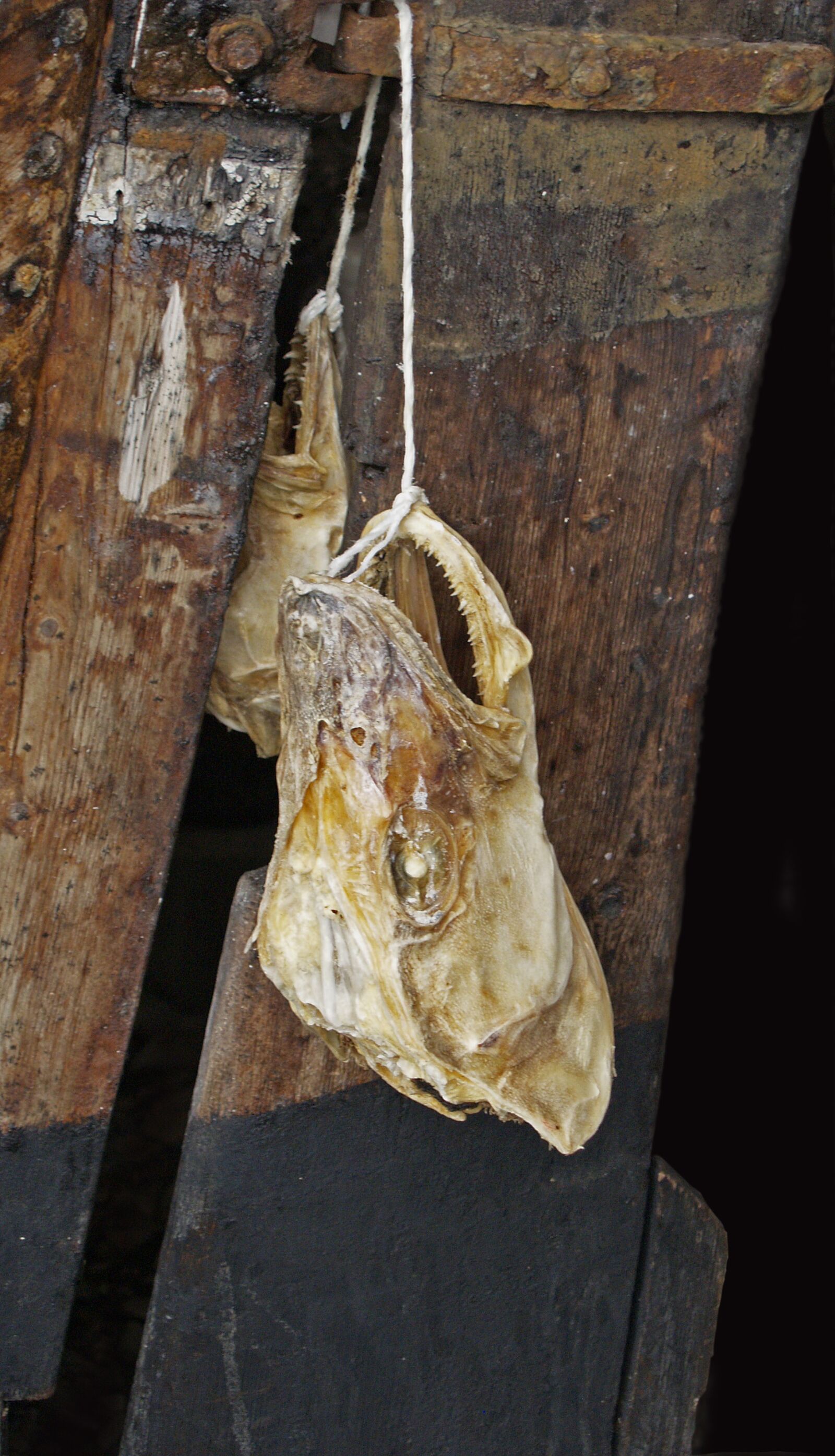 Olympus E-500 (EVOLT E-500) sample photo. Head, fish, bone photography