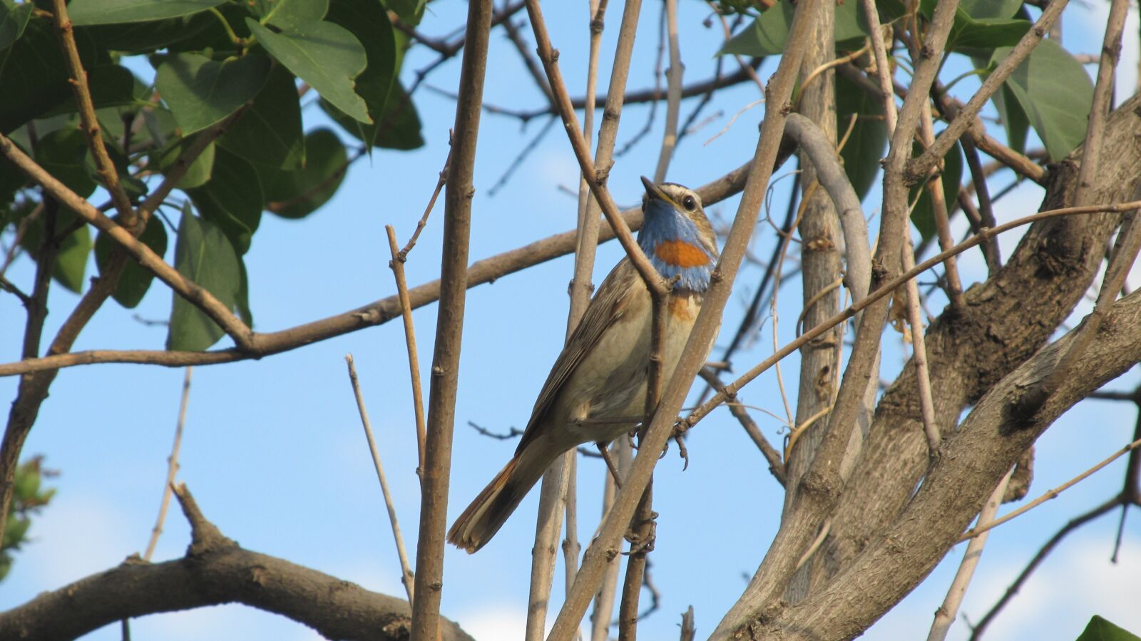 Canon PowerShot SX130 IS sample photo. Birds, birds of kazakhstan photography
