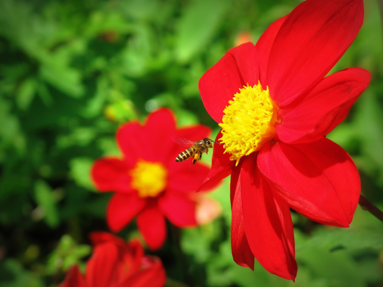 Canon PowerShot G10 sample photo. Natural, flower photography