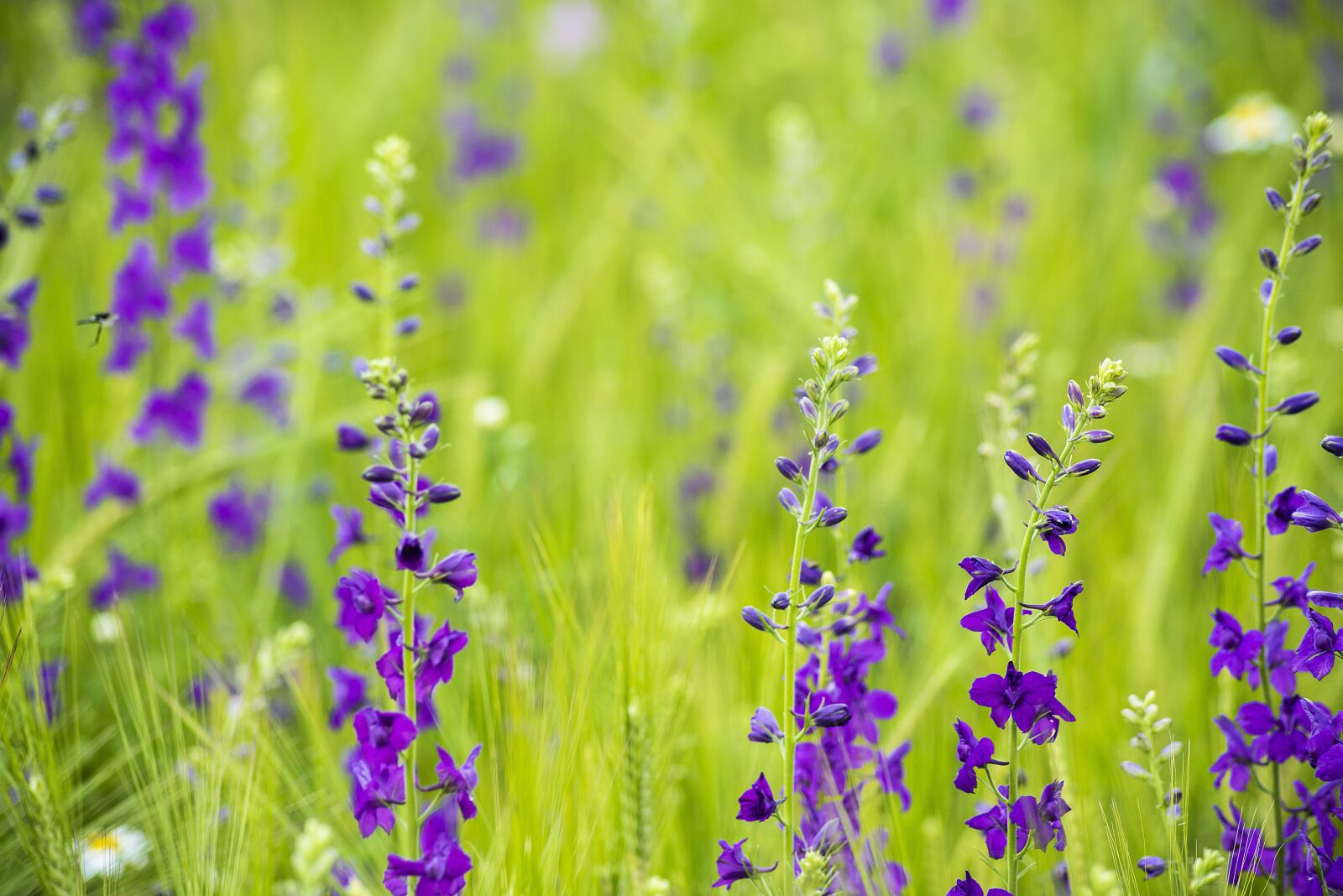Nikon D810 sample photo. Field, plant, flower photography