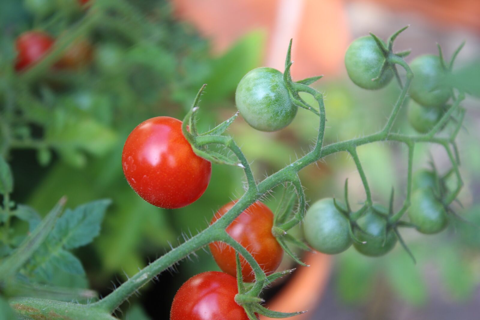 Canon EOS 1300D (EOS Rebel T6 / EOS Kiss X80) sample photo. Tomato, vegetables, garden photography
