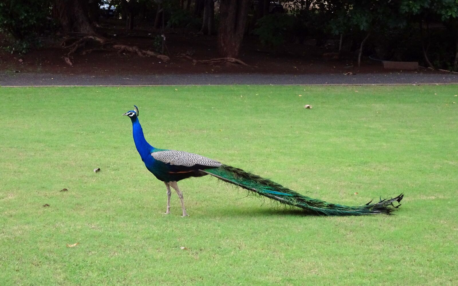 Sony Cyber-shot DSC-HX90V sample photo. Peacock, bird, plumage photography