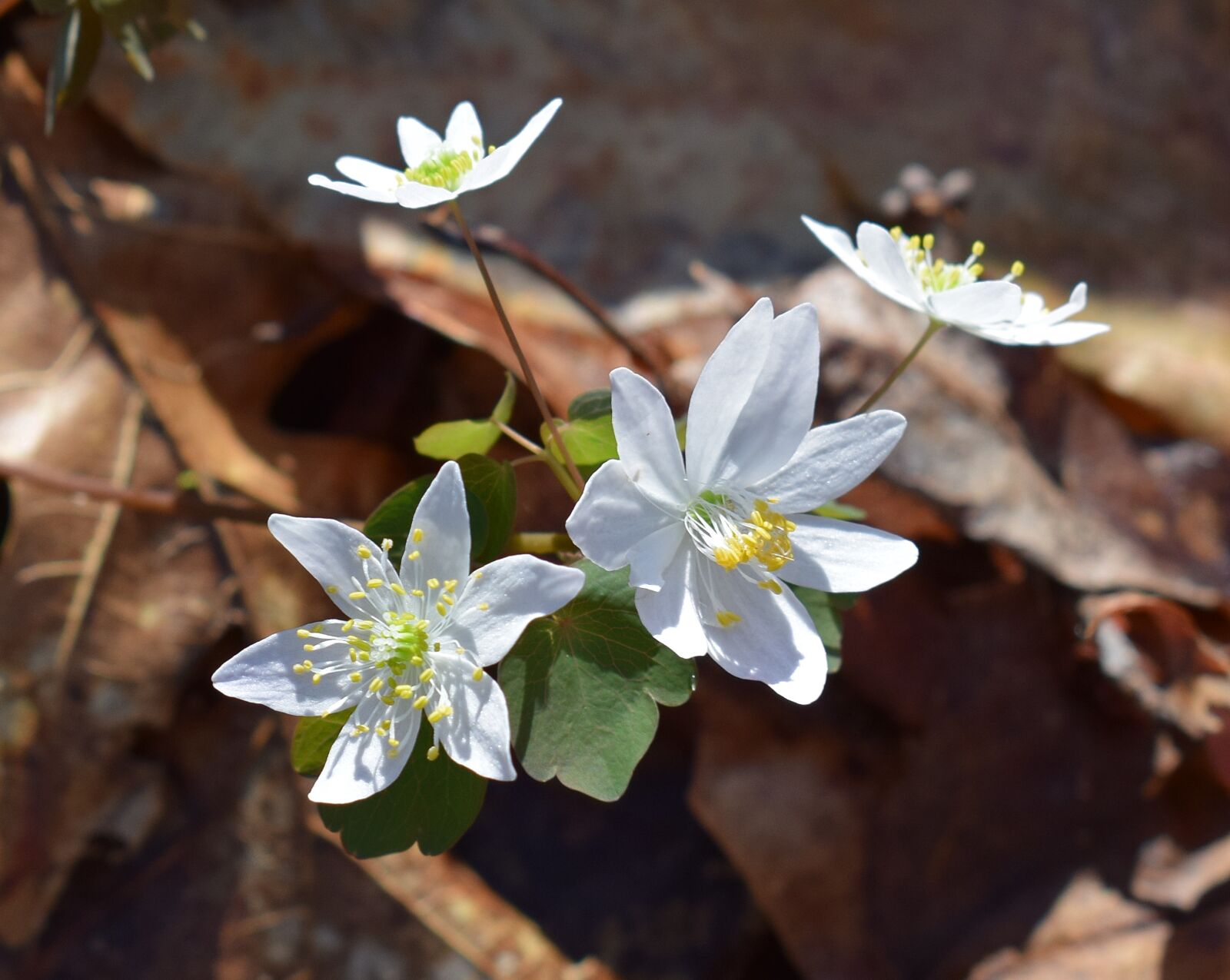 Nikon D3300 sample photo. Rue anemone, wildflower, flower photography