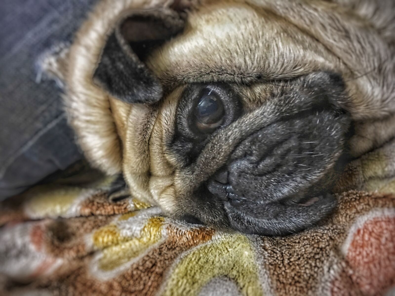 Apple iPhone 6s Plus sample photo. Pet photography