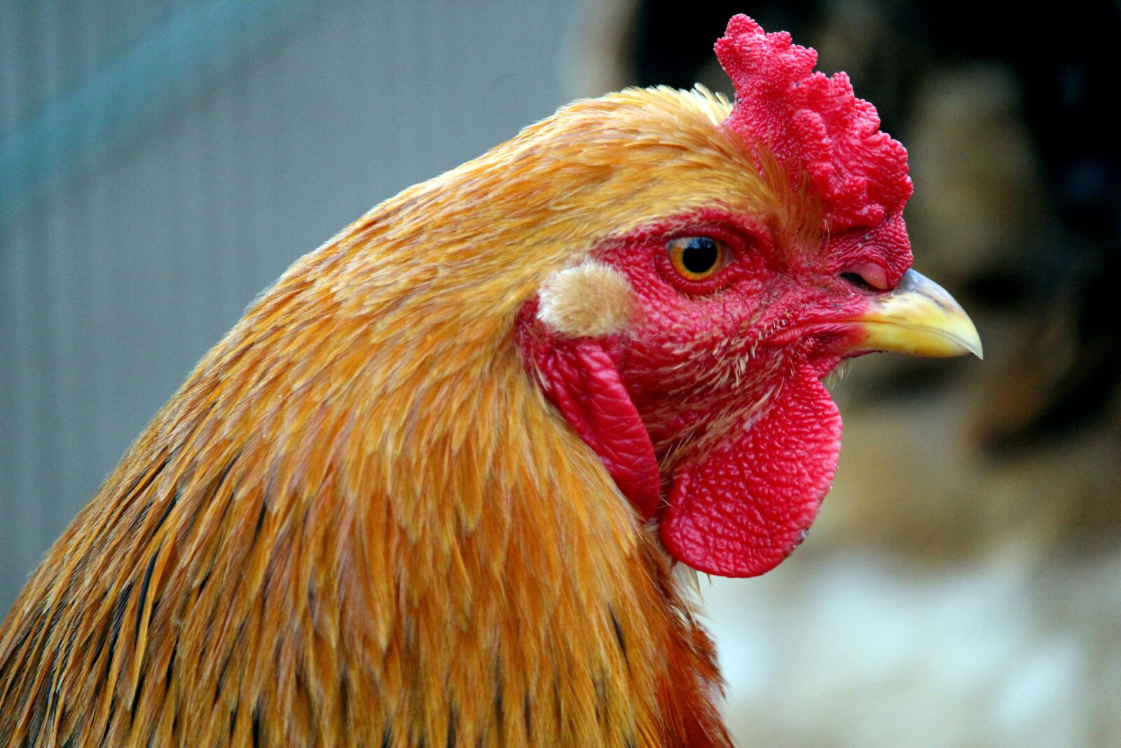 Canon EF-S 55-250mm F4-5.6 IS STM sample photo. Bird, poultry, nature photography