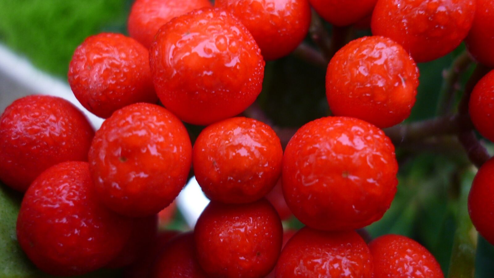 Panasonic Lumix DMC-FS6 sample photo. Berry, autumn berry, red photography