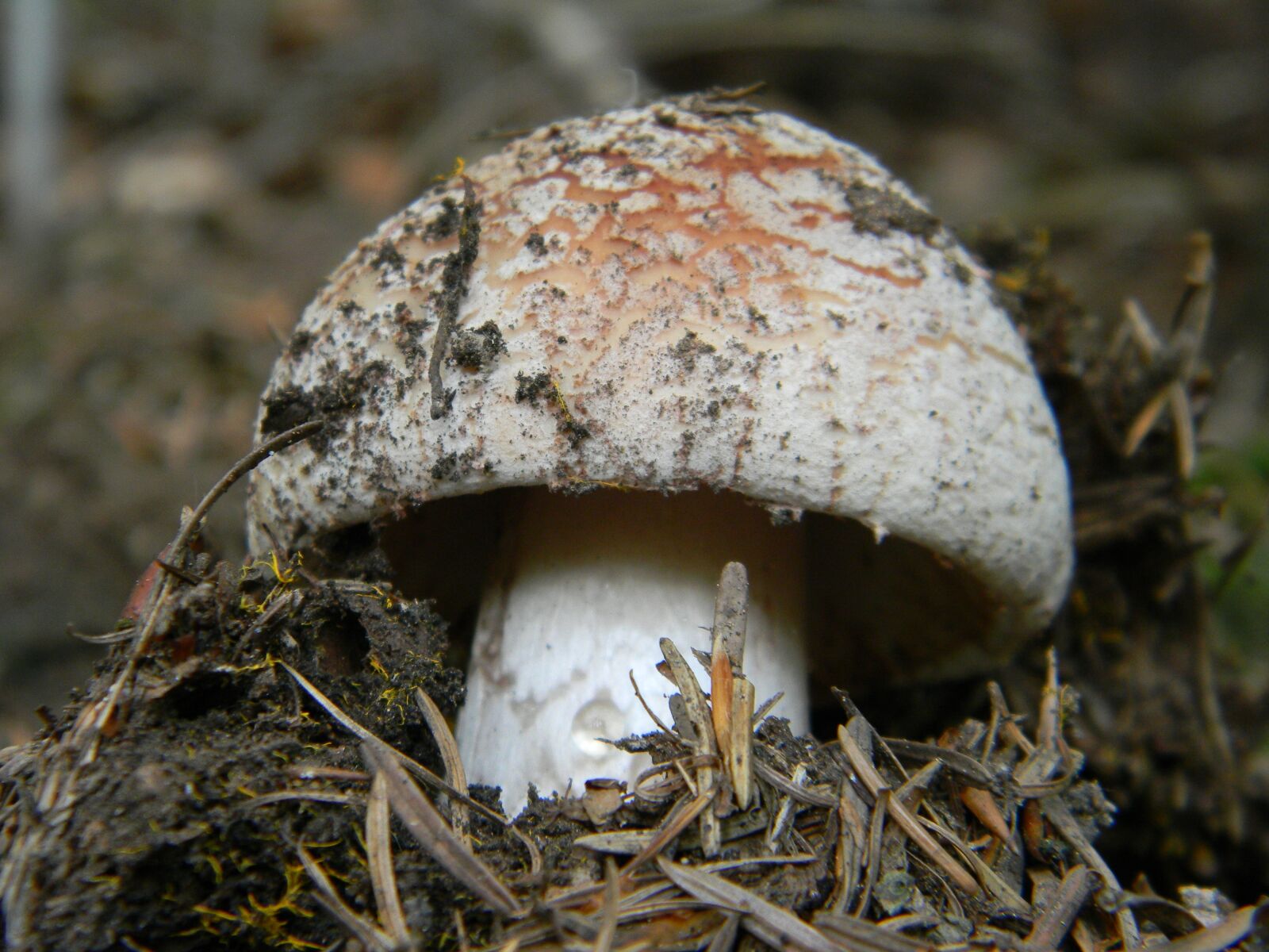 Nikon Coolpix L110 sample photo. Amanita, forest, litter photography
