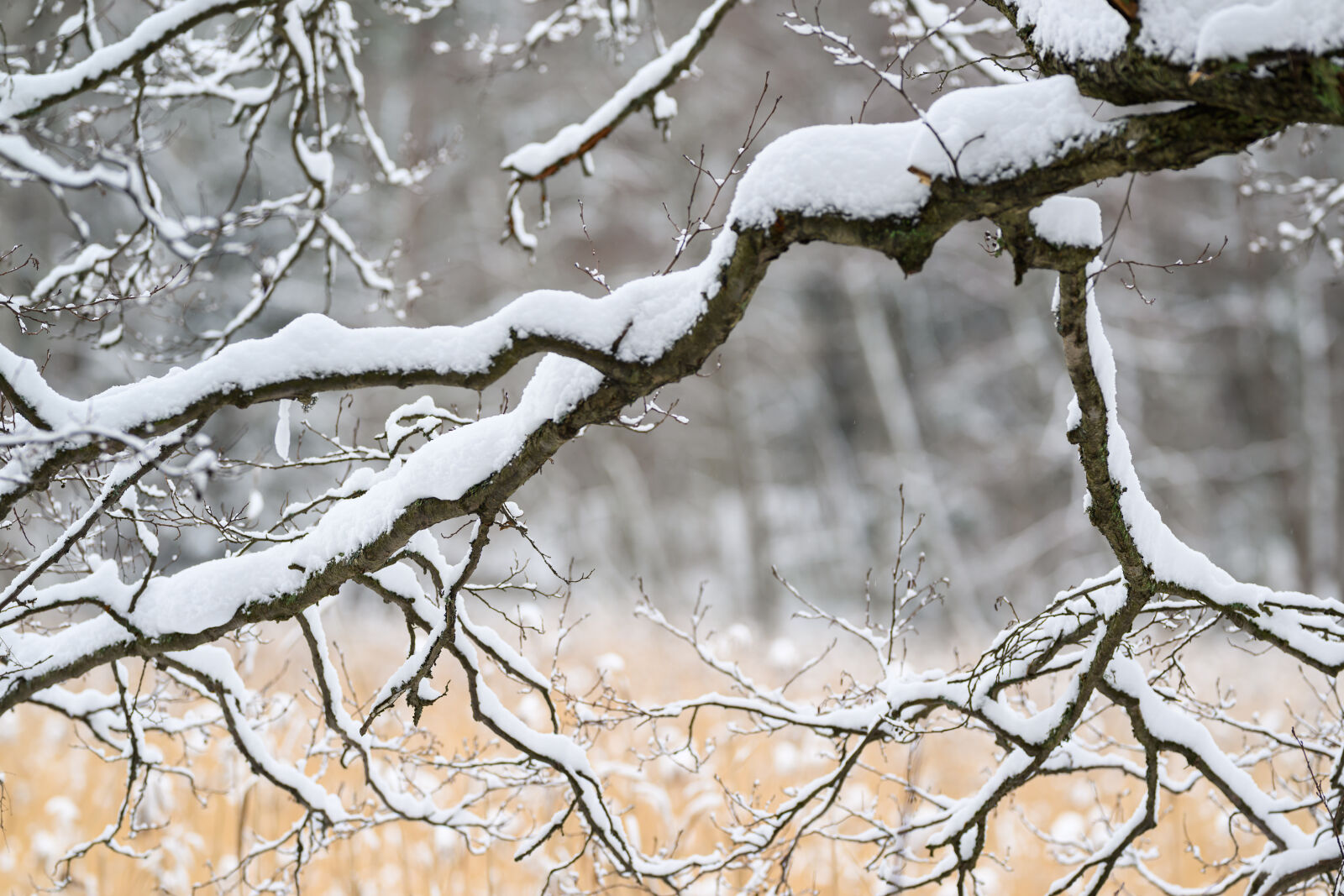 Nikon Z9 sample photo. Snowy tree branch photography