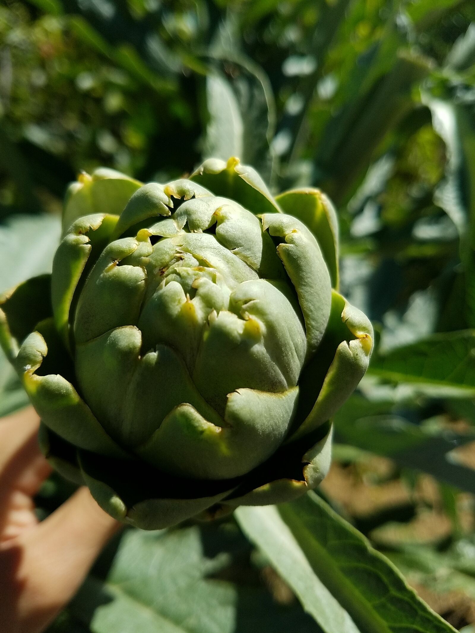 Samsung Galaxy S7 Edge sample photo. Artichoke, plant, food photography