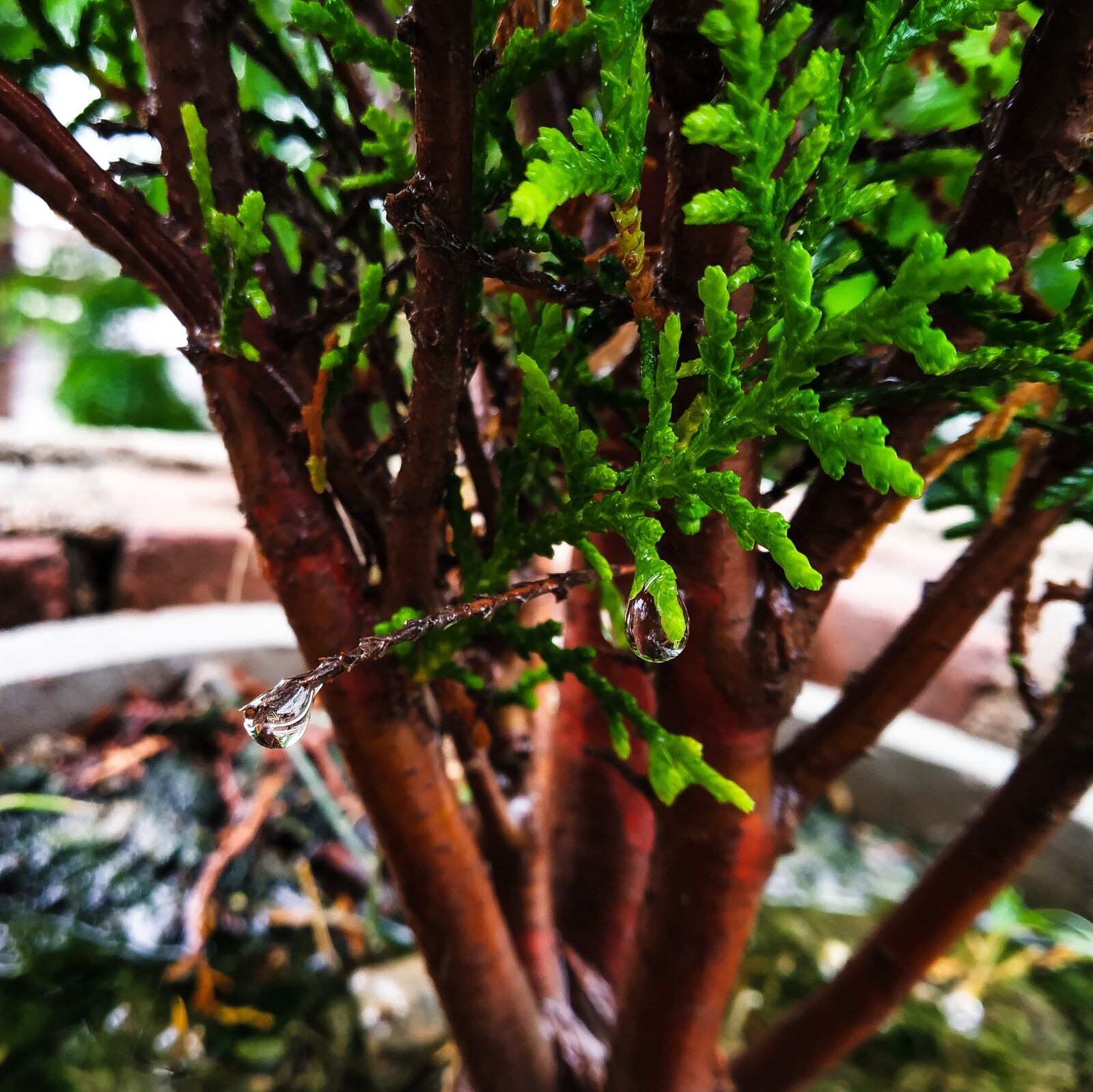 Xiaomi Redmi Note 5 Pro sample photo. Nature, colour, plant photography