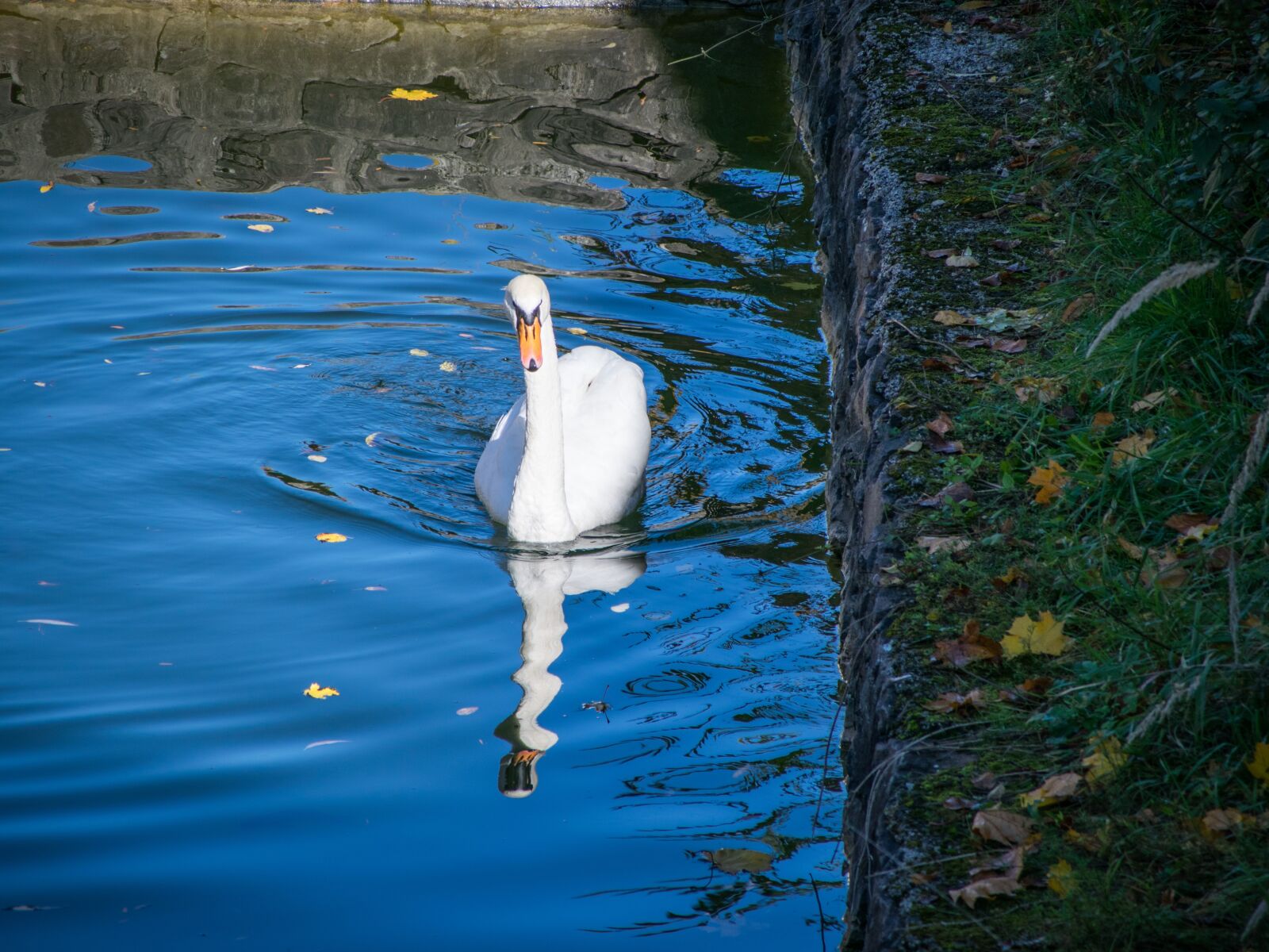 Nikon D5300 sample photo. Swan, water, lake photography