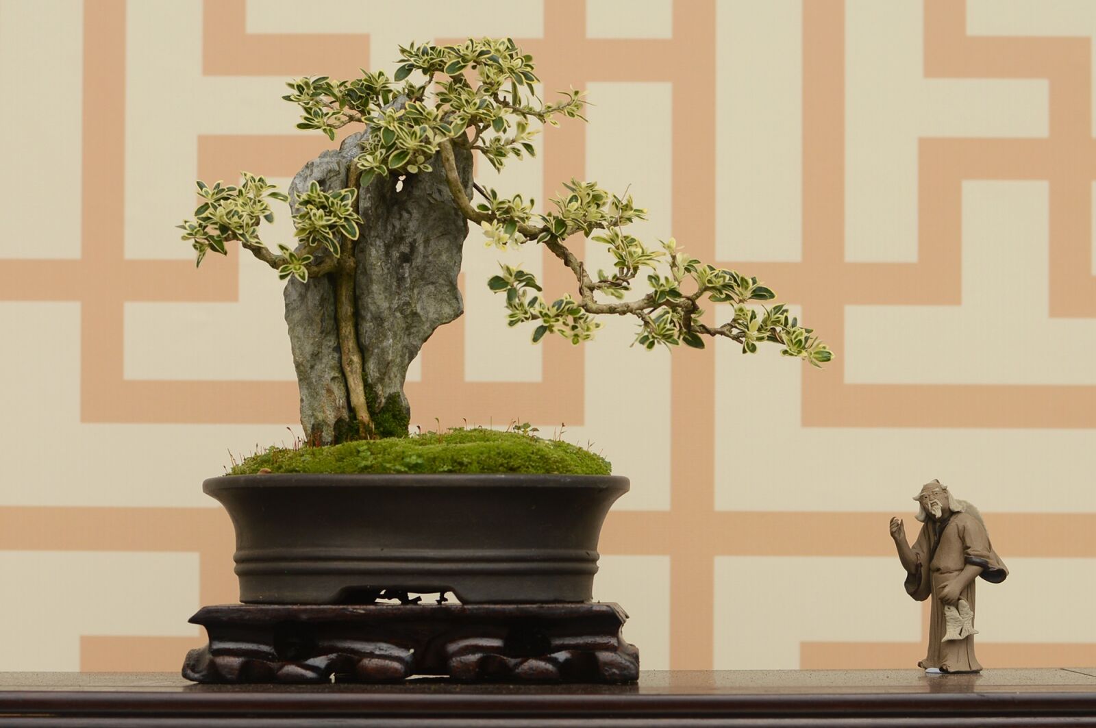 Nikon D3200 sample photo. Plant, potted plants, ancient photography