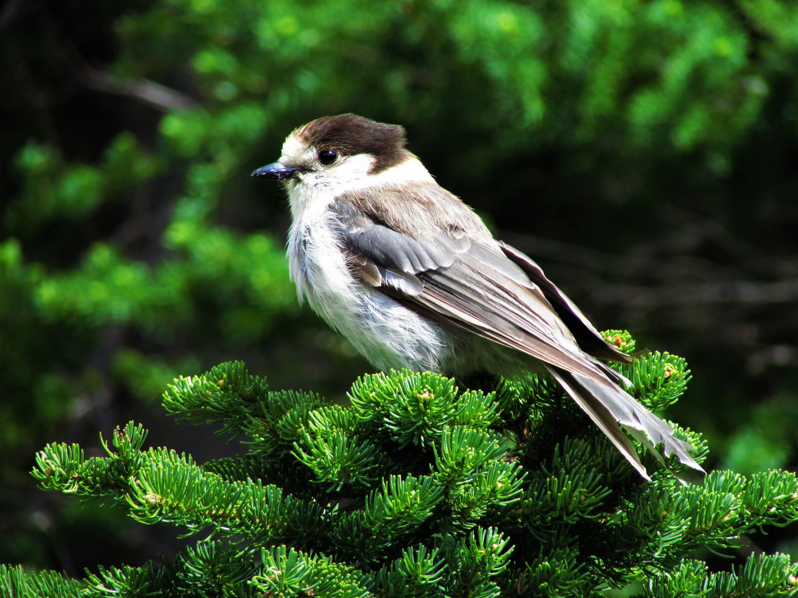 Canon PowerShot SX500 IS sample photo. Canada jay, gray jay photography