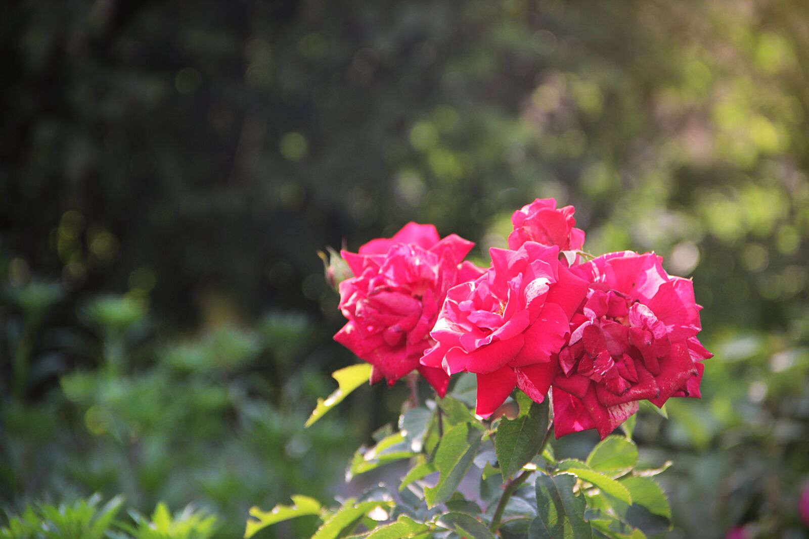 Canon EOS 600D (Rebel EOS T3i / EOS Kiss X5) sample photo. Flower, garden, nature photography