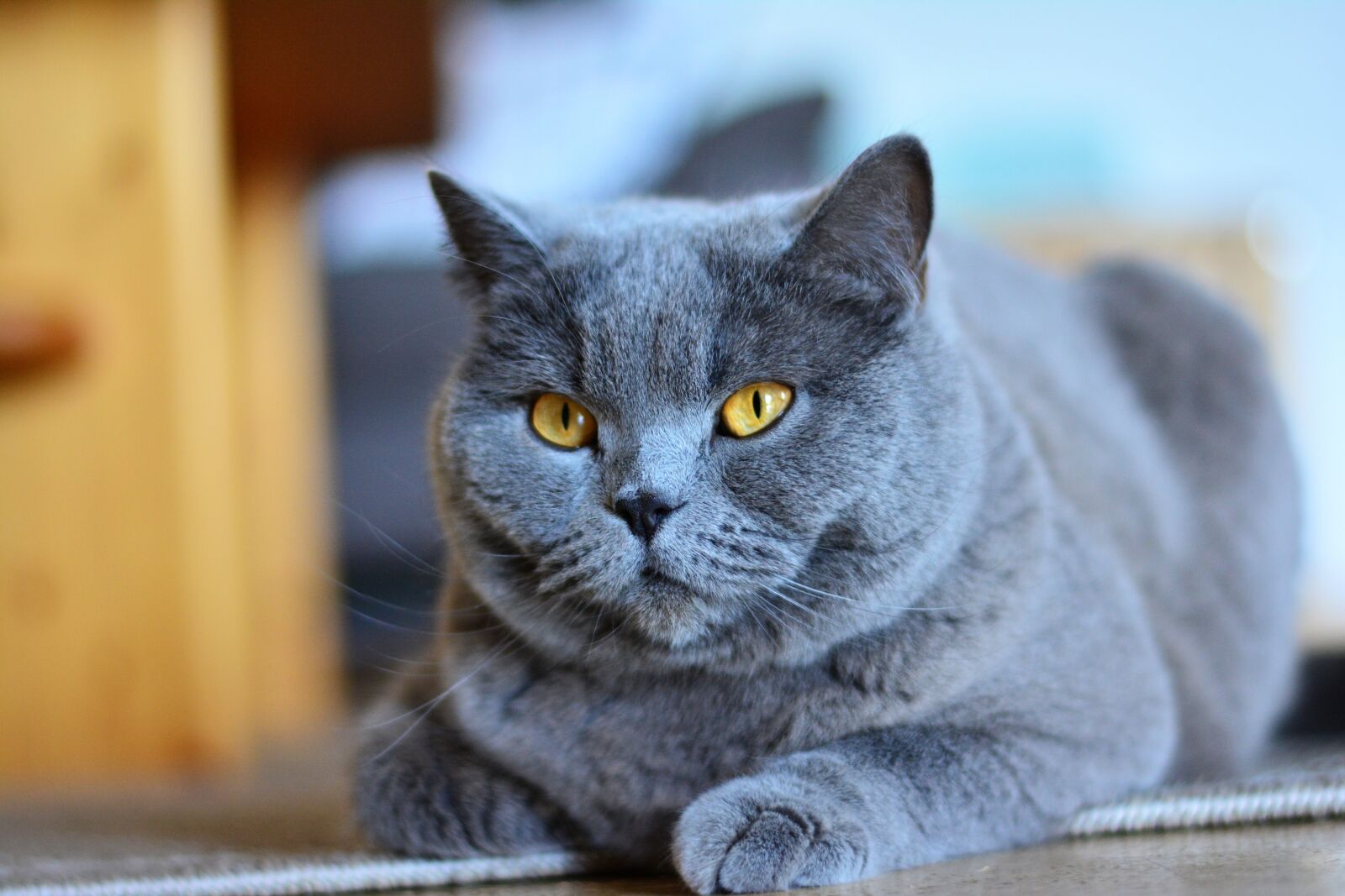 Nikon D5200 sample photo. Chartreux, cat, animal photography