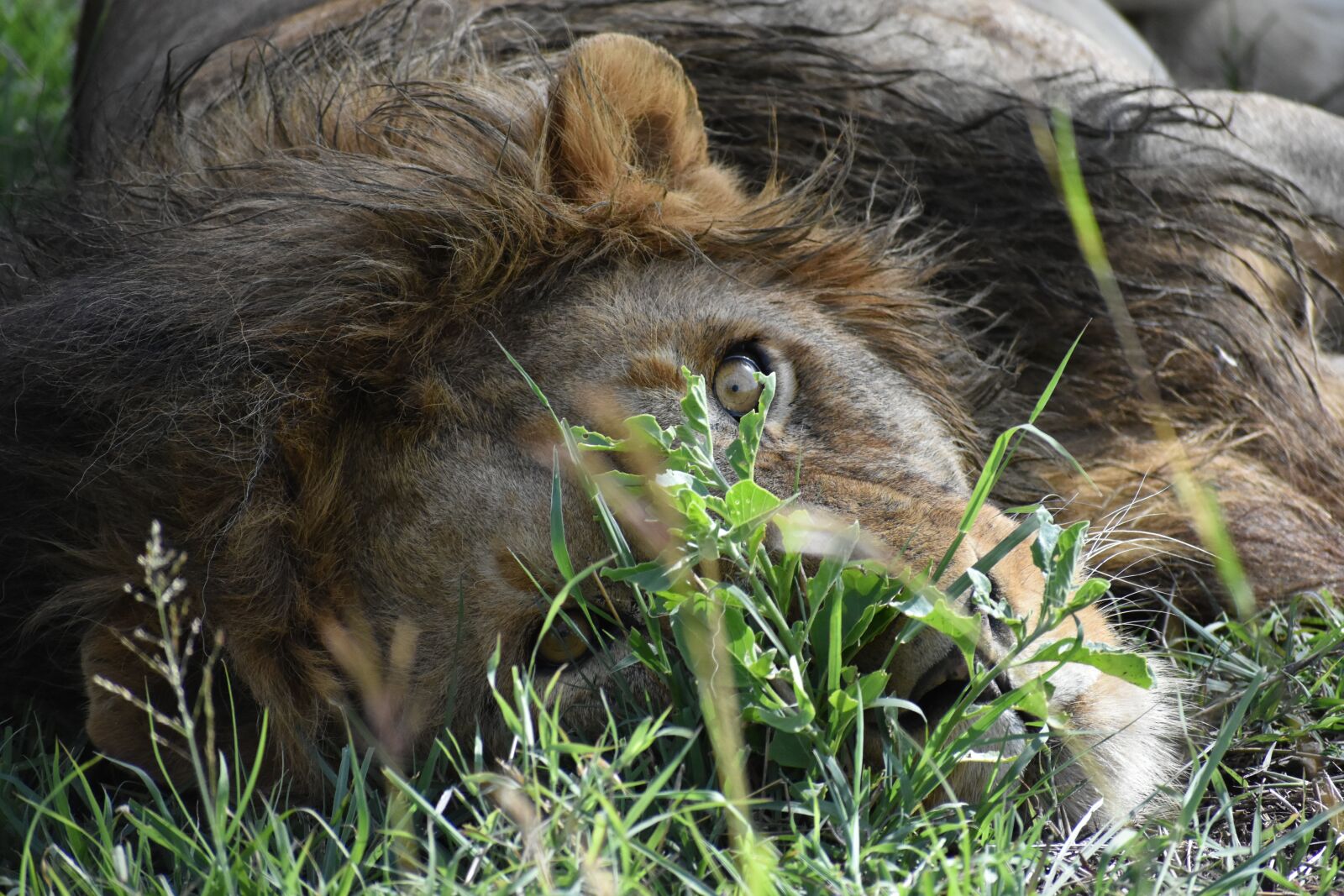 Nikon D3400 sample photo. Lion, wild animal, africa photography