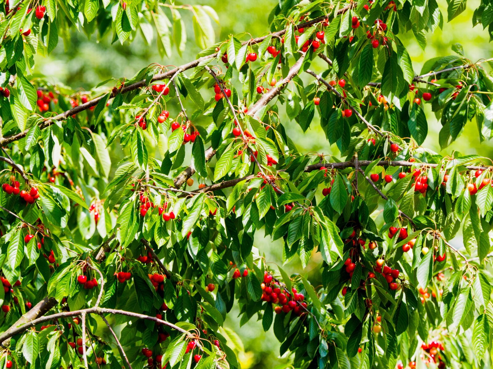 Olympus OM-D E-M1 + Olympus M.Zuiko Digital ED 40-150mm F2.8 Pro sample photo. Cherries, cherry tree, red photography