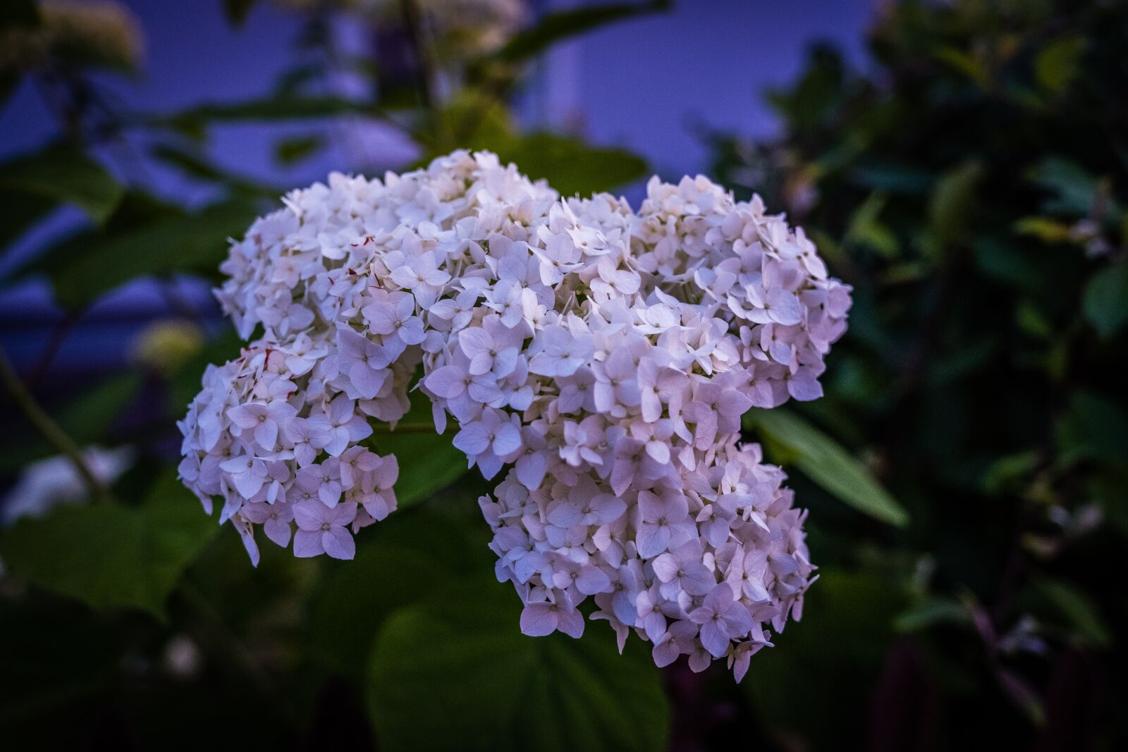 Fujifilm X-T2 sample photo. Flower, bush, bloom photography