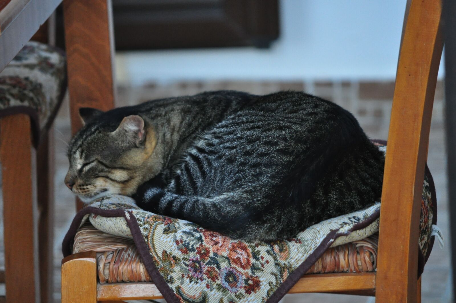 Nikon D5000 sample photo. Cat, crete, domestic cat photography