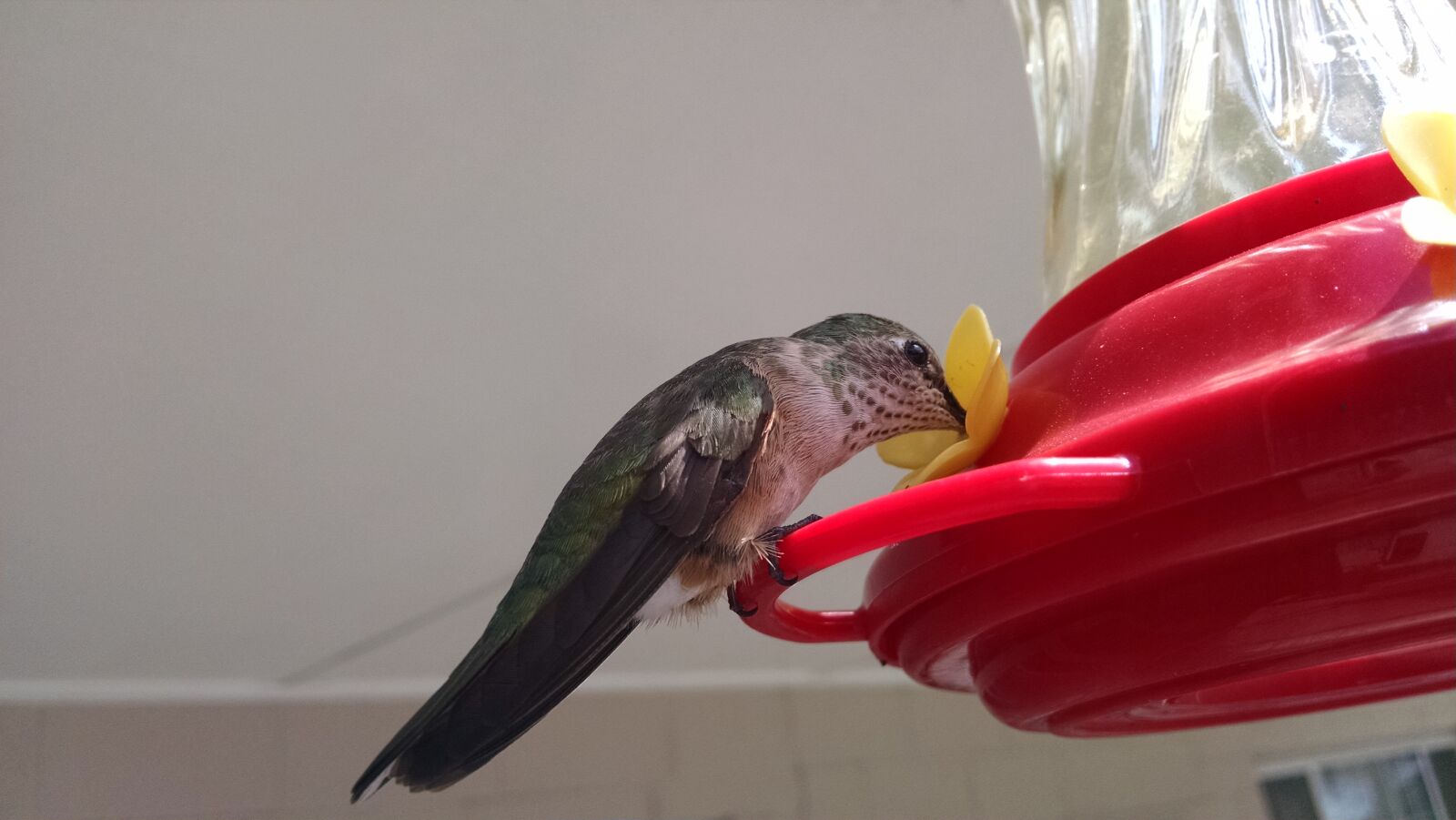 Motorola XT1080 sample photo. Hummingbird photography