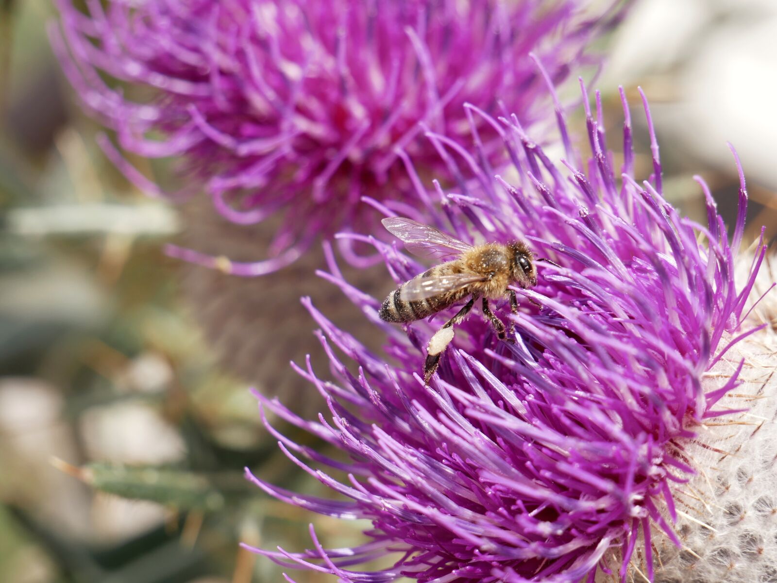 Panasonic Lumix DMC-G85 (Lumix DMC-G80) sample photo. Bee, nature, flower photography