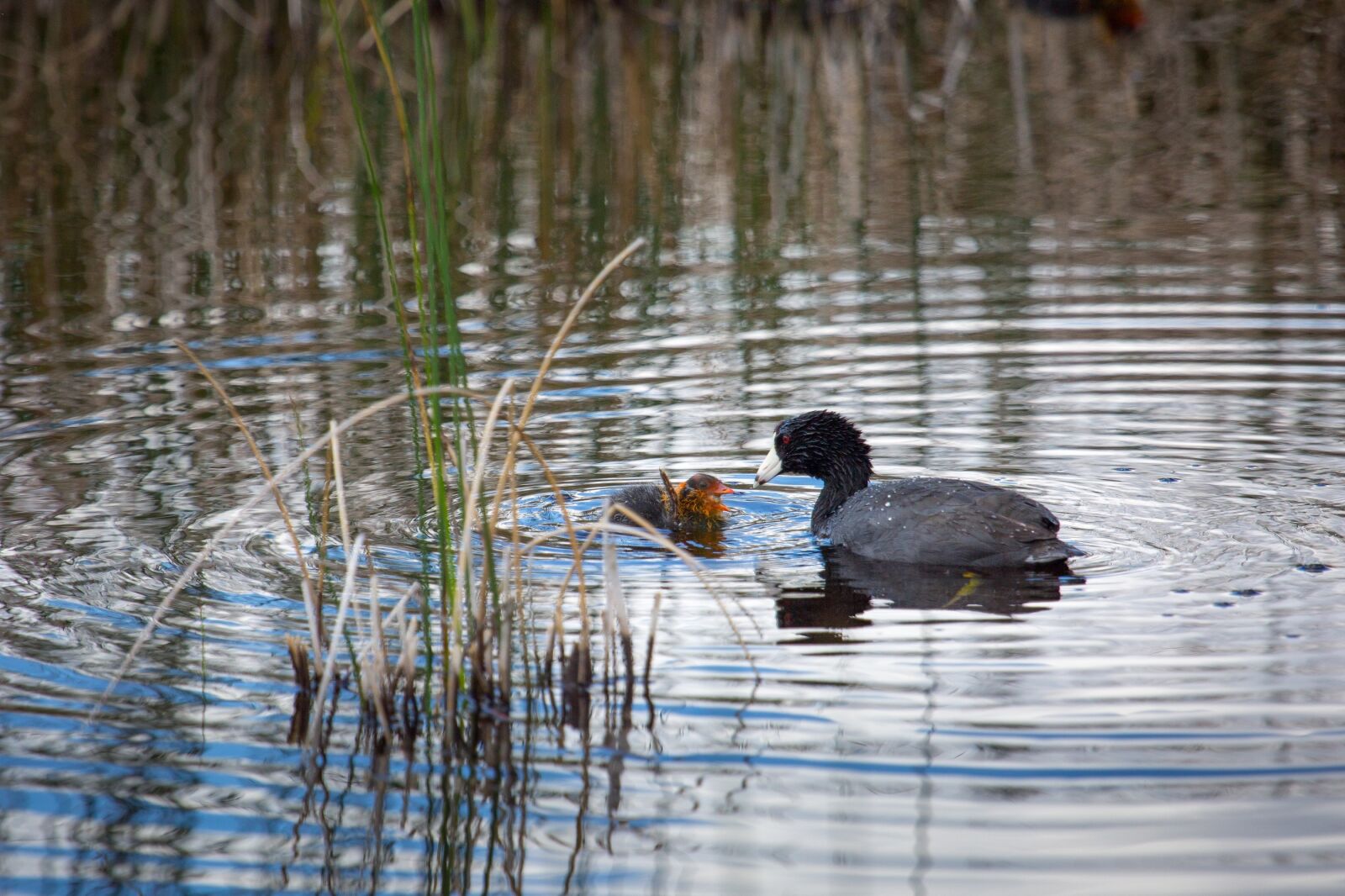 Canon EF 100-400mm F4.5-5.6L IS USM sample photo. American coot, chick, pond photography