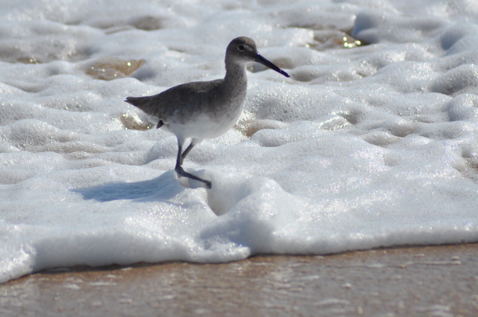 Nikon D90 sample photo. Water, bird, sea photography